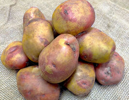 Картофель Чаровница купить