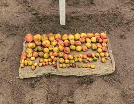 Картопля Чарівницякупити