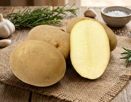 Картофель Юбилат купить