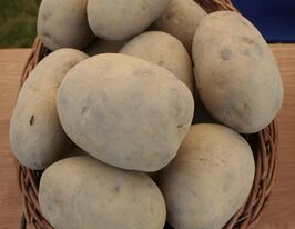 Картопля Мазуркупити