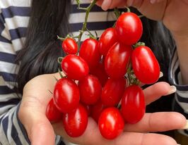 Томат Дольчесио F1 (Sakata) купить