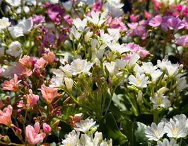 Левизия Элиза смесь купить