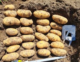 Картопля Лонгінакупити