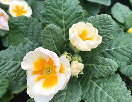 Примула великоквіткова біла розсадакупити