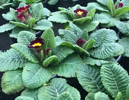 Примула великоквіткова бордова розсадакупити