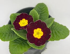 Примула крупноцветная бордовая рассада купить