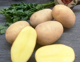 Картофель Мелузина купить