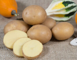 Картофель Юрек купить