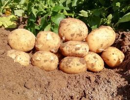 Картопля Півонія купити