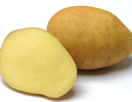 Картофель Сюзанна  купить