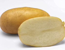 Картофель Мелани купить