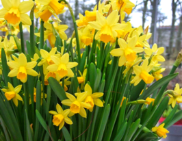 Нарцисc миниатюрный Тет-а-Тет (Tête-À-Tête) в горшке купить