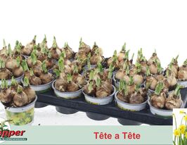 Нарциc мініатюрний Тет-а-Тет (Tête-À-Tête) горщикукупити