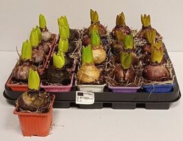 Гіацинт в горщикукупити