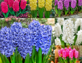 Гиацинт в горшке купить