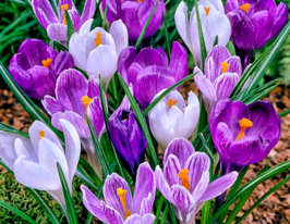 Суміш великоквіткових крокусів в горщикукупити
