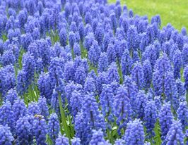 Мускарі Арменикум (Armeniacum) в горщикукупити