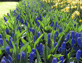 Мускарі Біг смайл (Big smile) в горщикукупити