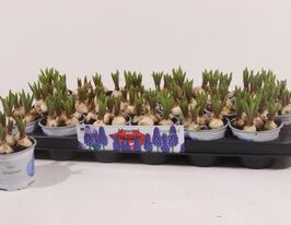 Мускари Биг смайл (Big smile) в горшке купить