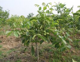 Грецький горіх Іван Багрянийкупити