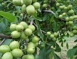 Грецкий орех Иван Багряный купить