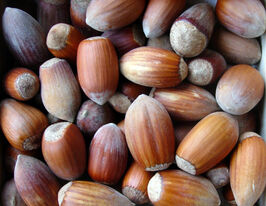 Фундук Коронакупити