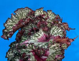 Бегония Биллиф Микс (Begonia Beleaf Mix) купить