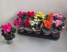 Бегония Ду Микс  (Begonia Du Mix) купить