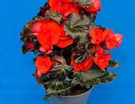 Бегония Ду Микс  (Begonia Du Mix) купить