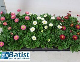 Маргаритка многолетняя Рашер Микс (Bellis Perennis Rusher Mixkar) купить