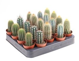Кактусы микс (Сactus Mix) № 1 купить