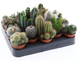 Кактусы микс (Сactus Mix) № 2 купить