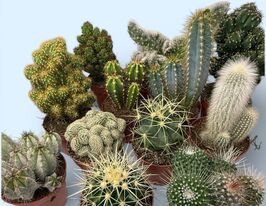 Кактусы микс (Сactus Mix) № 2 купить