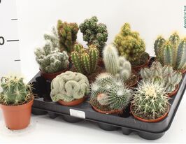 Кактусы микс (Сactus Mix) № 3 купить