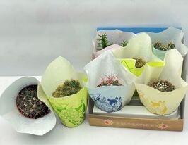 Кактусы микс (Сactus Mix) № 4 купить