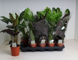 Калатея Мікс (Calathea Mix)купити