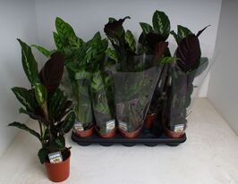 Калатея Мікс (Calathea Mix)купити