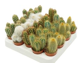 Цереус в ассортименте (Сereus overig)  купить