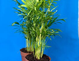 Хамедорея изящная (Chamaedorea Elegans)  купить