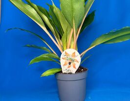 Хлорофитум Орхидаструм Грин Оранж (Сhlorophytum Green Orange)  купить