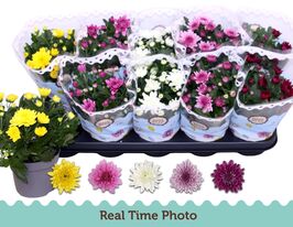 Хризантема Махровая Микс (Chrysant Gevuld Mix купить