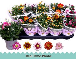 Хризантема микс 2 цвета (Chrysant Mix 2 Kl Bloem) купить