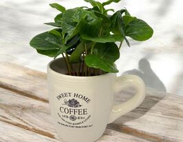 Кофе арабика (Coffea Arabica) + Coffea Mok купить