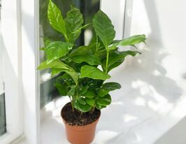 Кофе арабика (Coffea Arabica) купить