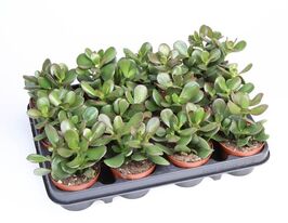 Крассула мінор (Crassula Minor)купити