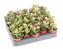 Крассула минор (Crassula Minor) купить