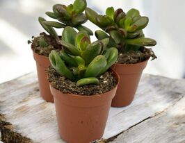 Крассула в ассортименте (Crassula Overig)  купить