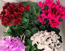 Цикламен кл Супер Компакт (Cyclamen kl Super Compact)  купить