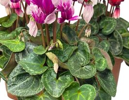 Цикламен кл. Супер Фуджи (Cyclamen kl Super Fuji) купить