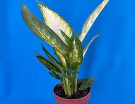 Диффенбахия Камилла  (Dieffenbachia Camilla) купить